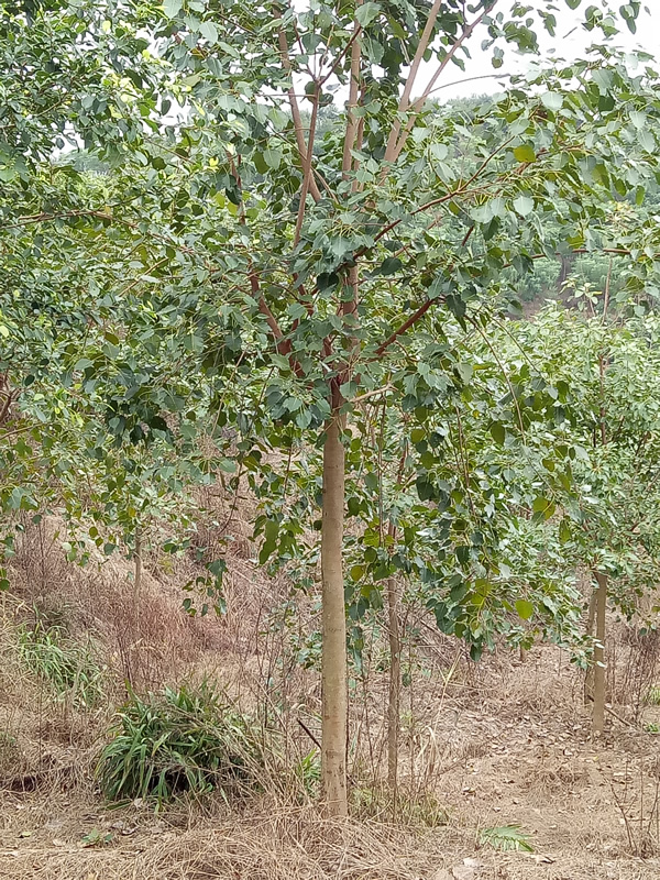 菩提榕